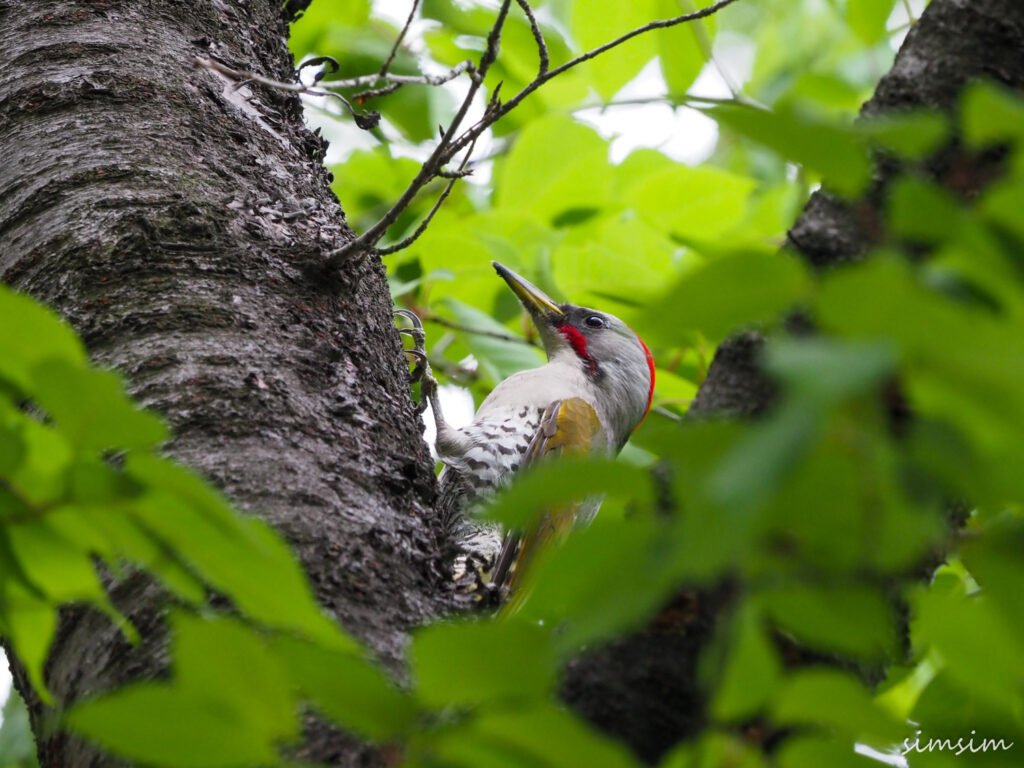 近所の公園アオゲラ
