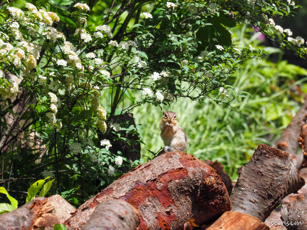さいたま市りすの家