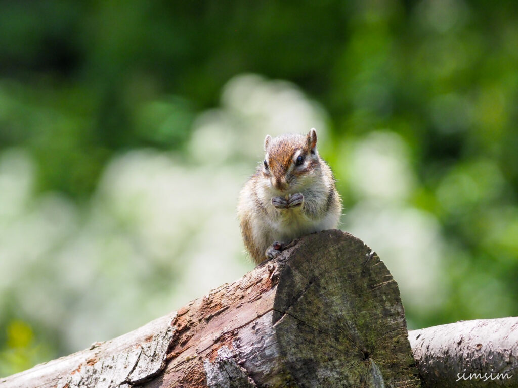 さいたま市りすの家