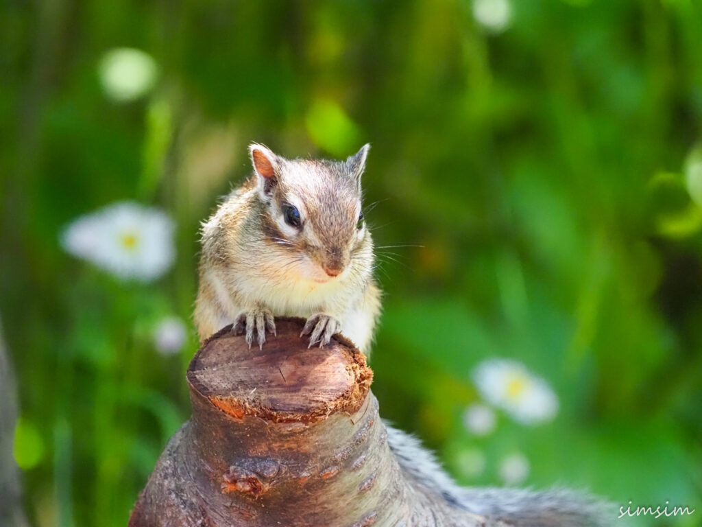 さいたま市りすの家