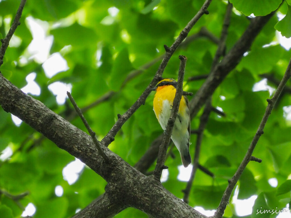 近所の公園キビタキ