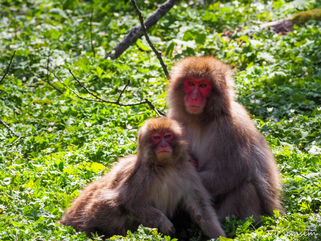 上高地ニホンザル