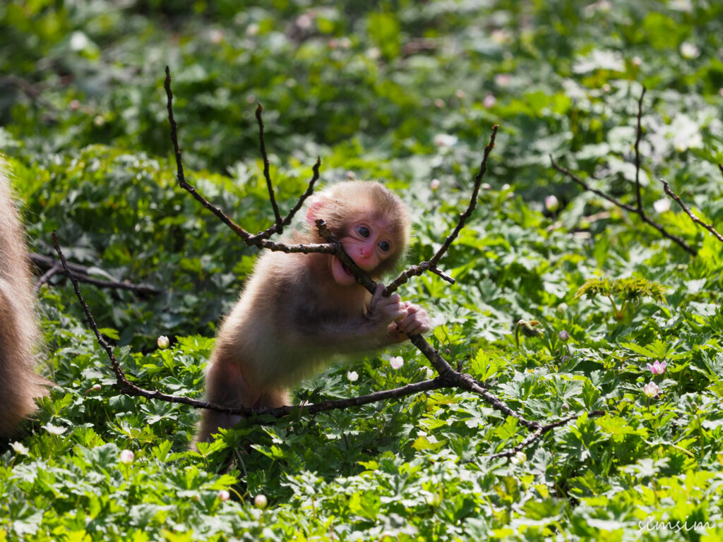 上高地ニホンザル
