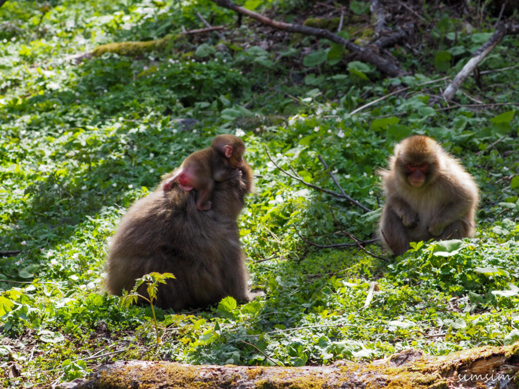 上高地ニホンザル