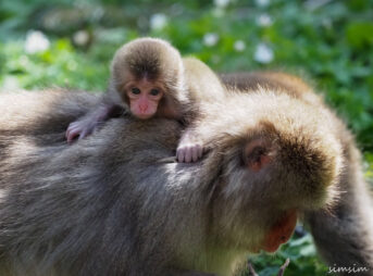 上高地ニホンザル