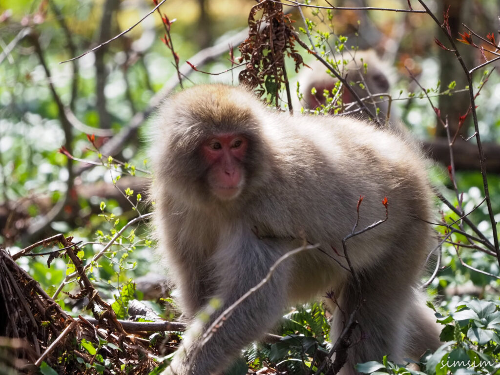 上高地ニホンザル
