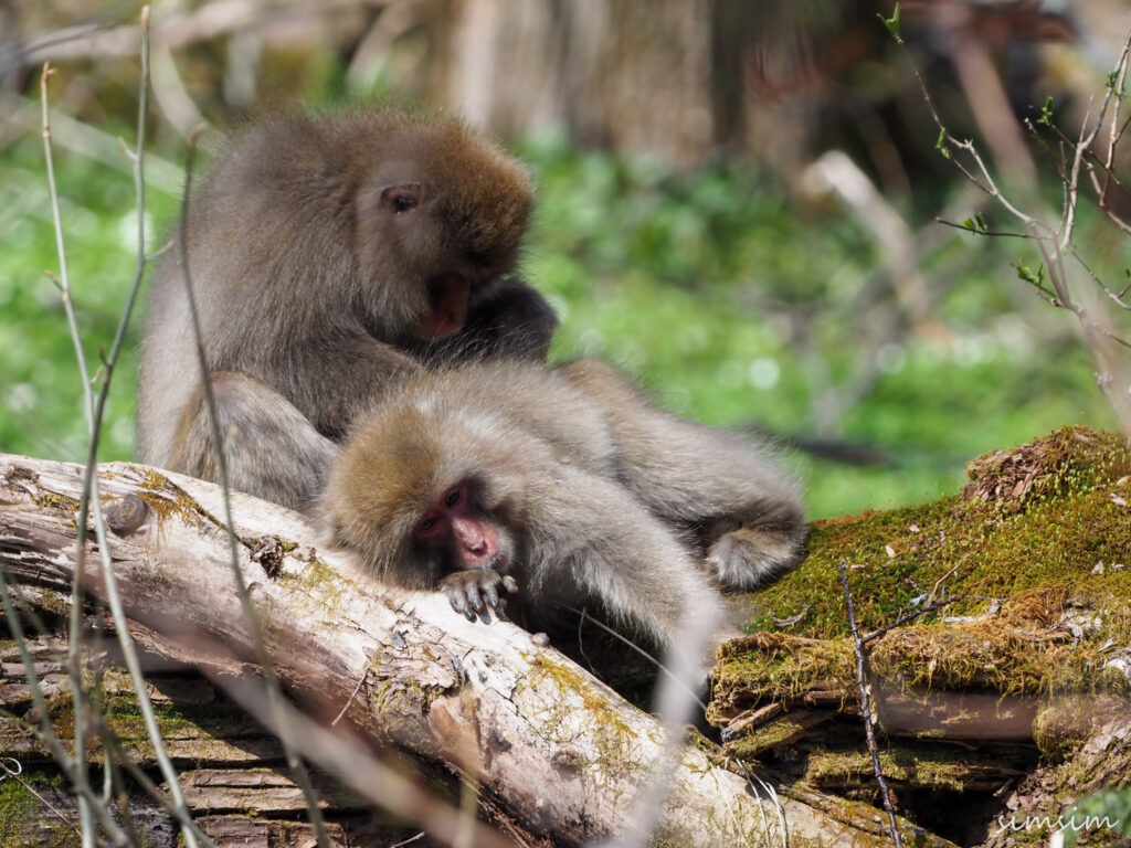 上高地ニホンザル
