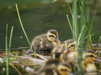 2022カルガモ親子