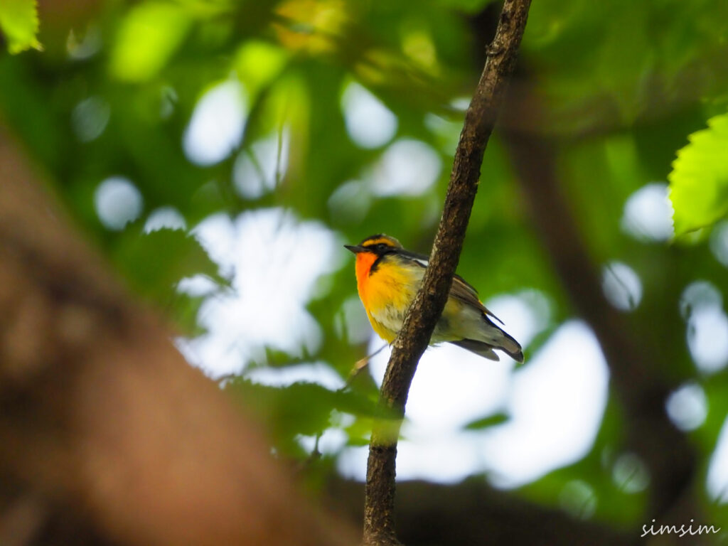 東京の公園キビタキ