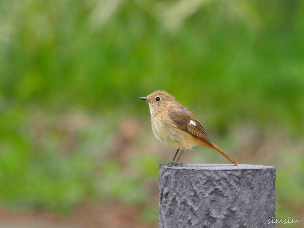 八ヶ岳ふれあい公園ジョウビタキ