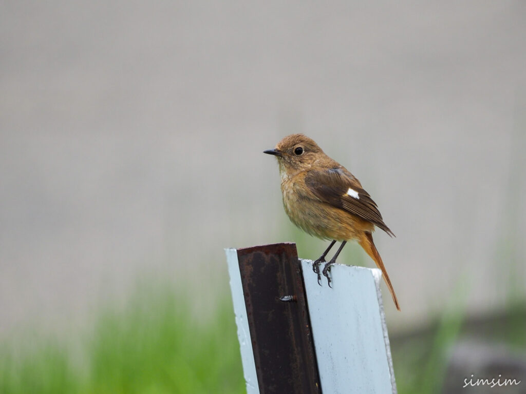 八ヶ岳ふれあい公園ジョウビタキ