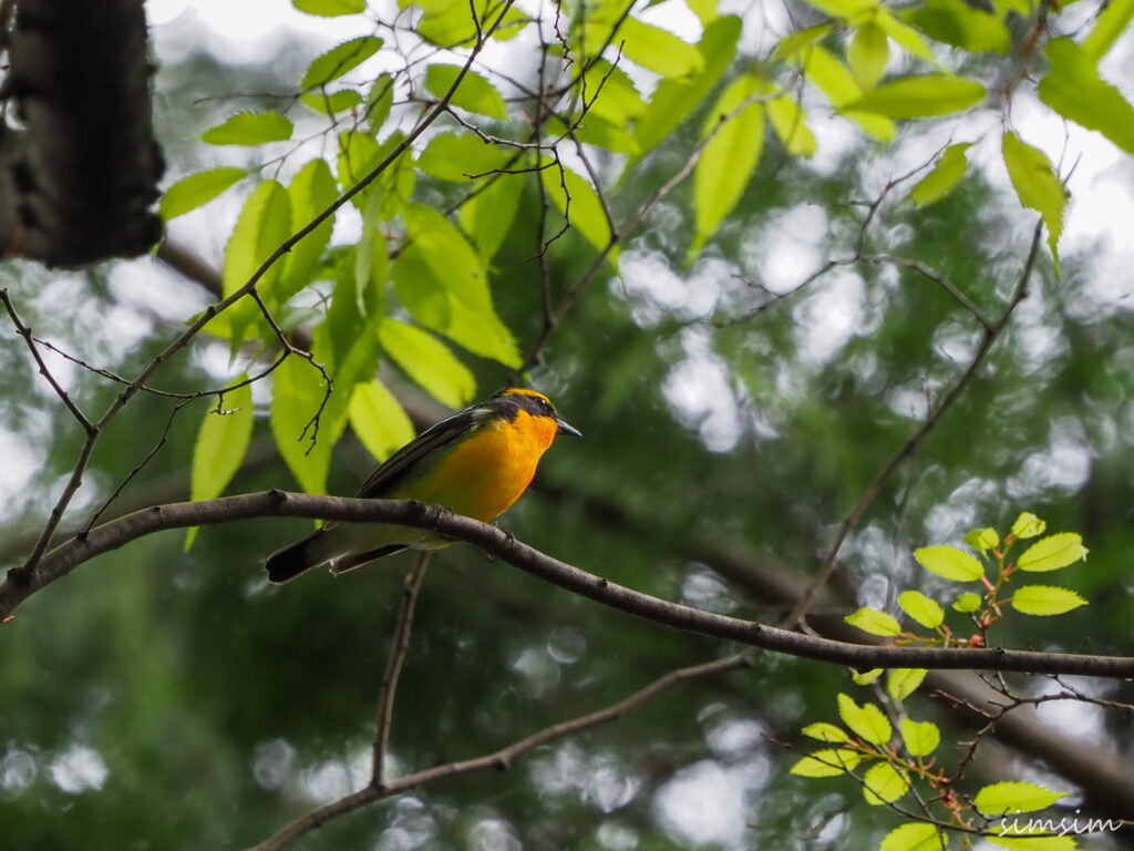 近所の公園キビタキ
