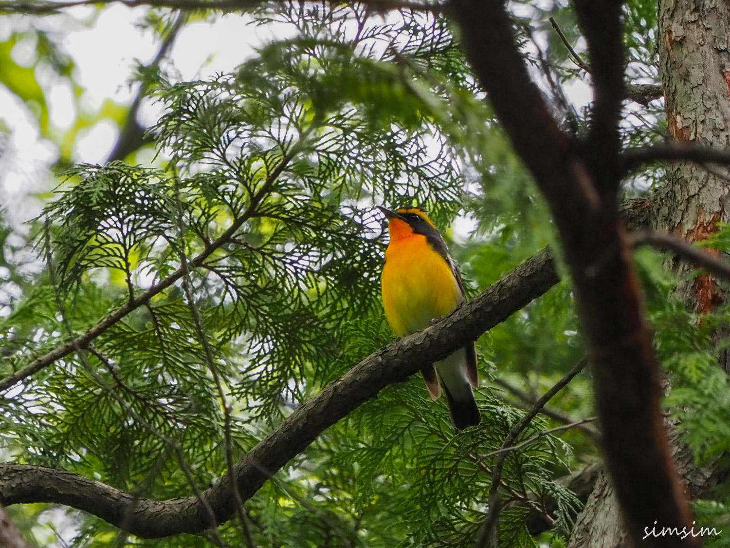 近所の公園キビタキ