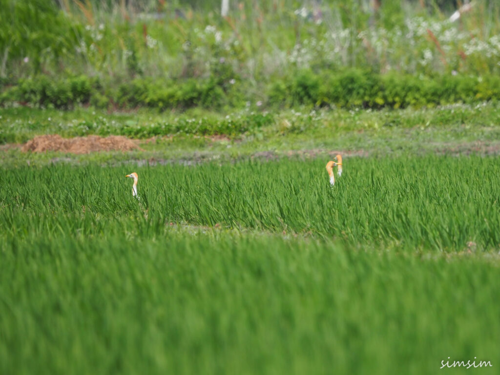 荒川河川敷アマサギ