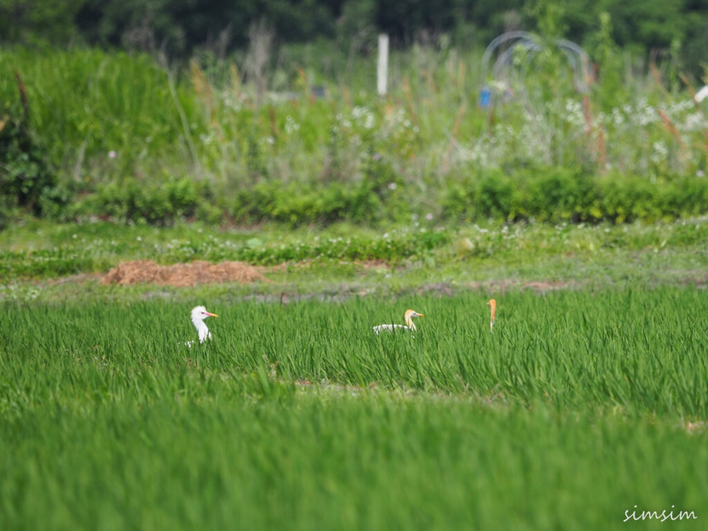 荒川河川敷アマサギ