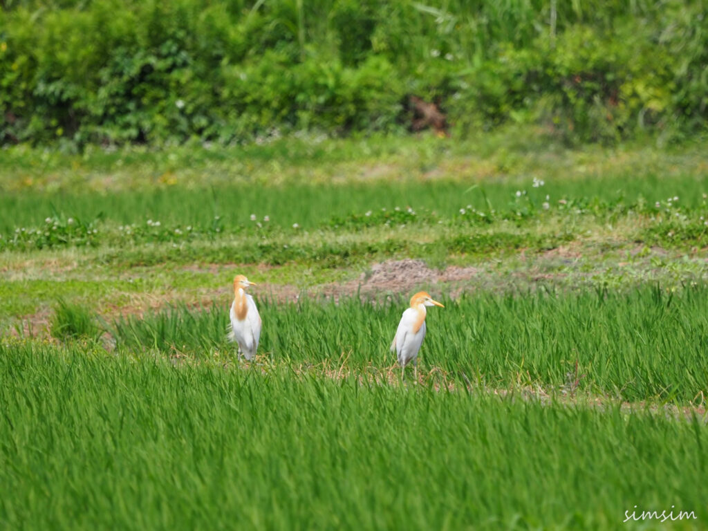 荒川河川敷アマサギ