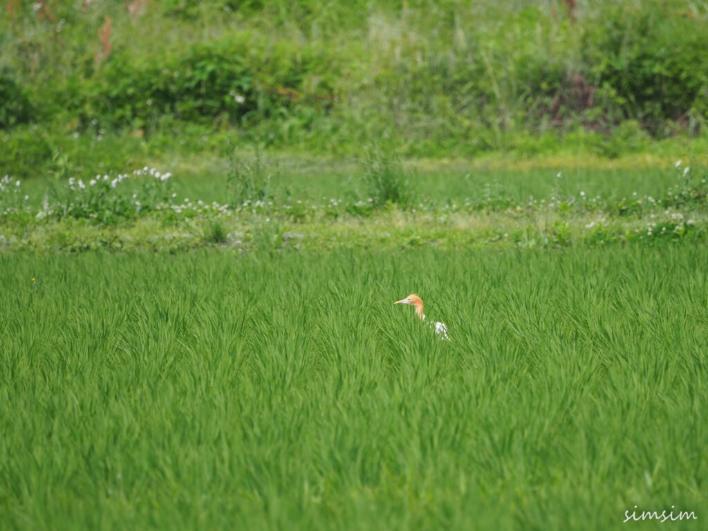 荒川河川敷アマサギ