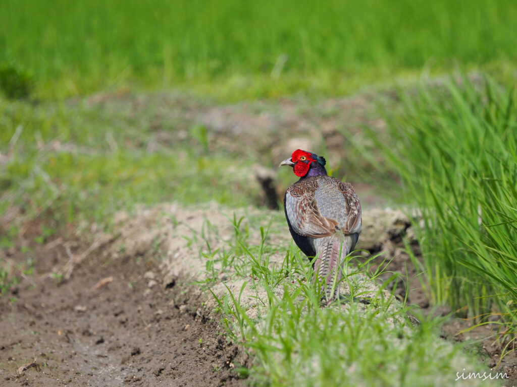 荒川河川敷キジ