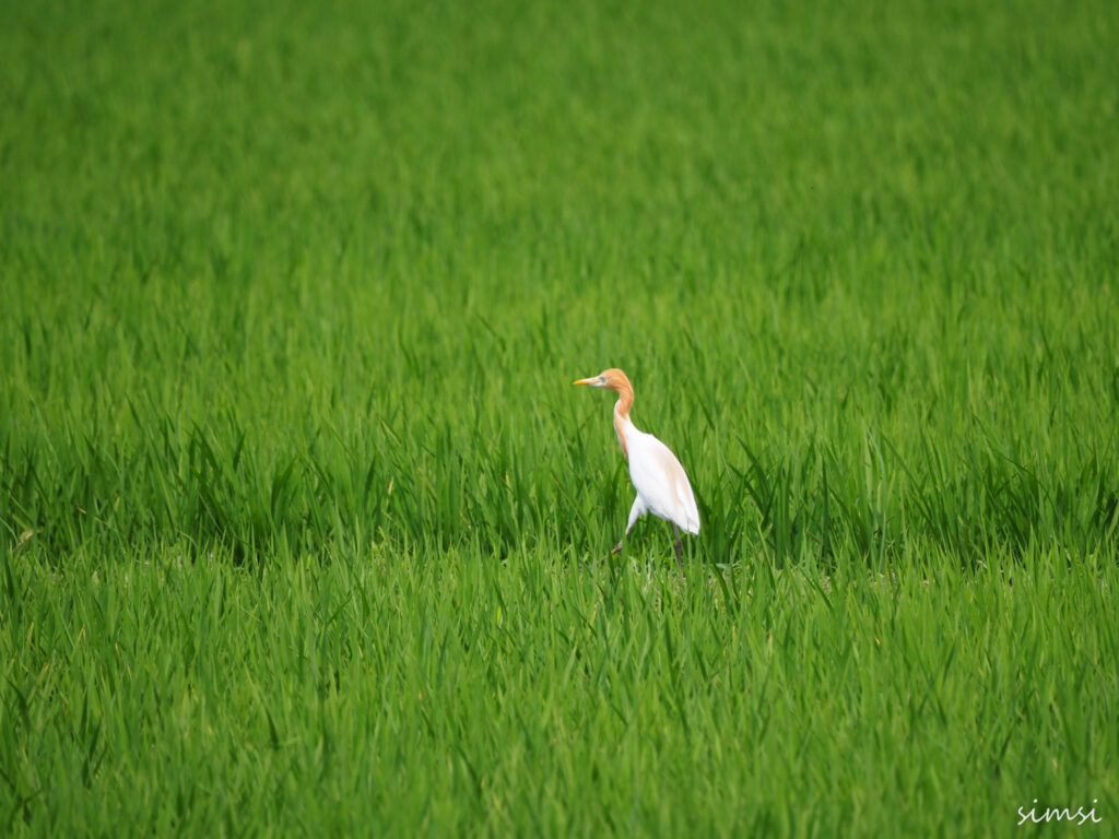 荒川河川敷アマサギ