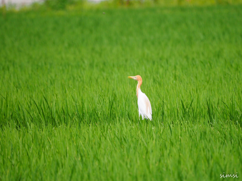 荒川河川敷アマサギ