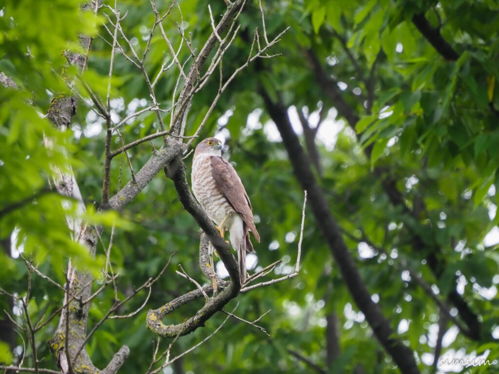善福寺公園ツミ