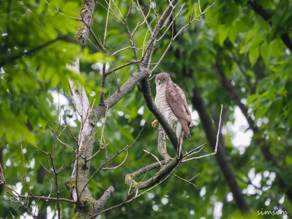 善福寺公園ツミ