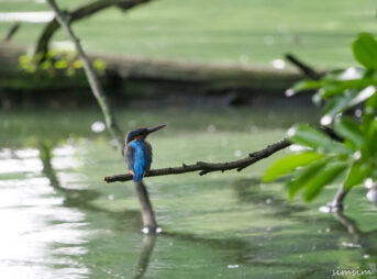善福寺公園カワセミ