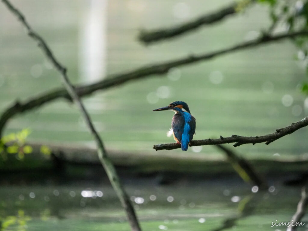 善福寺公園カワセミ