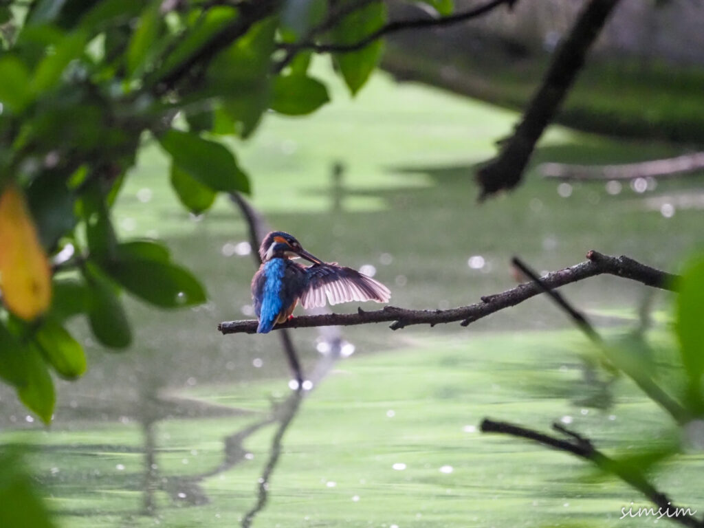 善福寺公園カワセミ