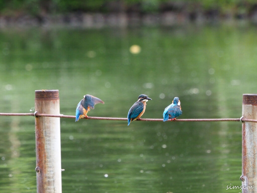 善福寺公園カワセミ