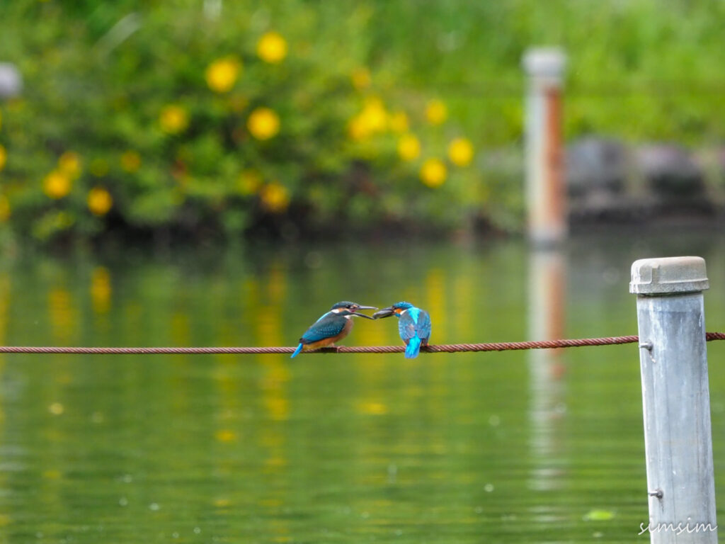 善福寺公園カワセミ