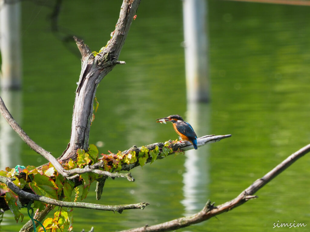 善福寺公園カワセミ