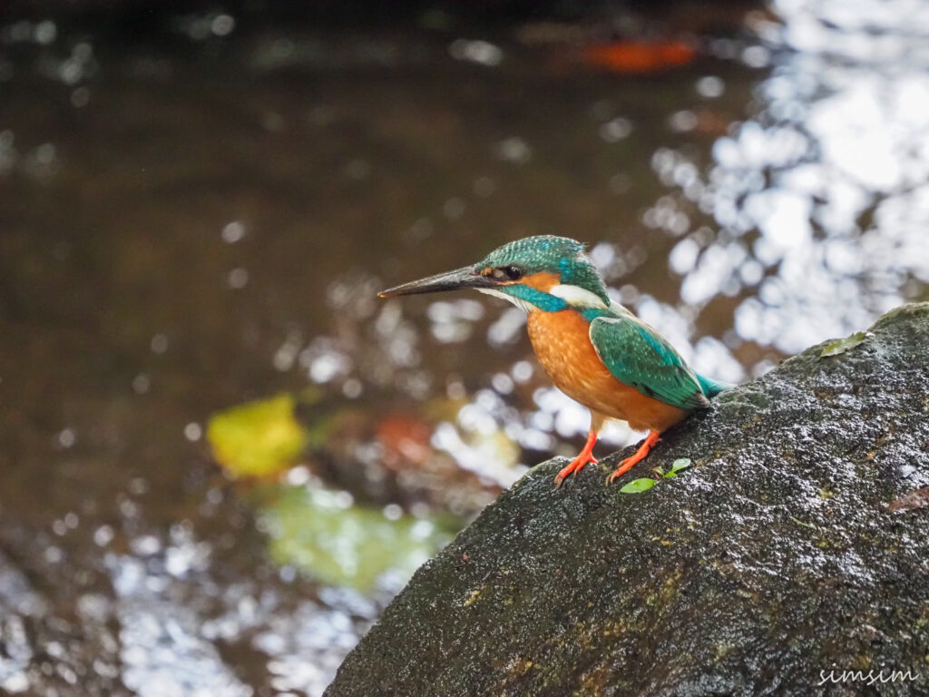善福寺公園カワセミ