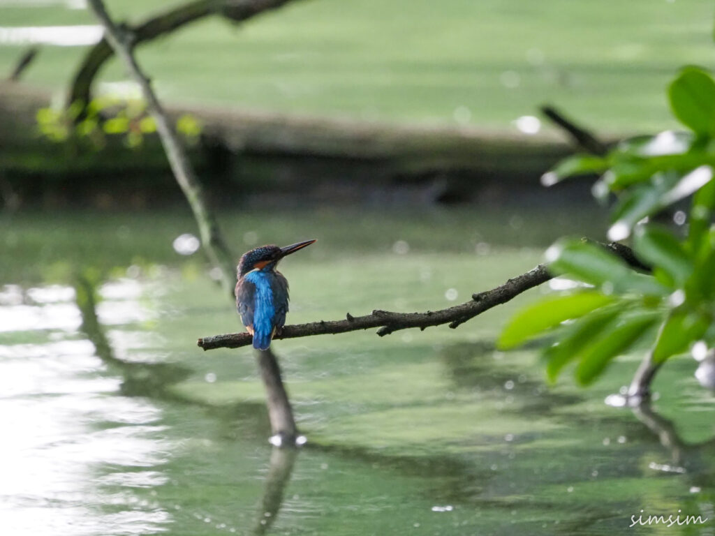 善福寺公園カワセミ