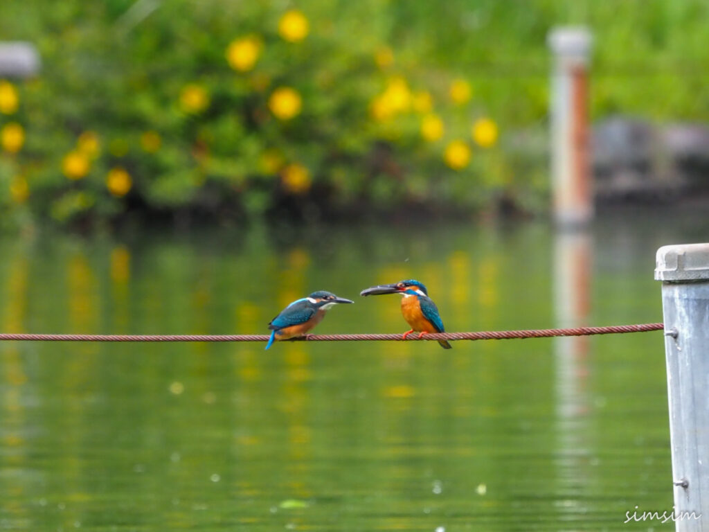 善福寺公園カワセミ