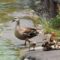 近くの公園カルガモ