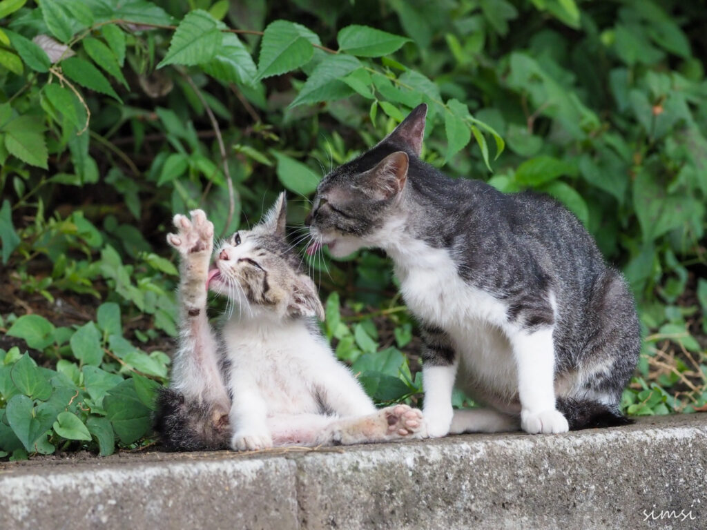 近くの公園猫