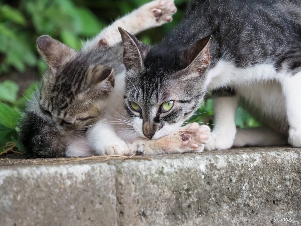 近くの公園猫