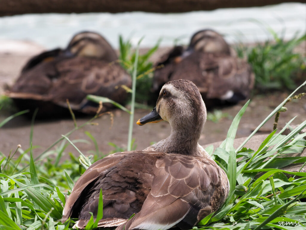 近くの公園カルガモ