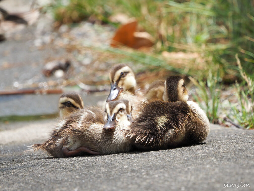 近くの公園カルガモ