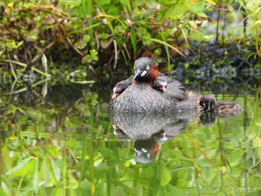 石神井公園　カイツブリ
