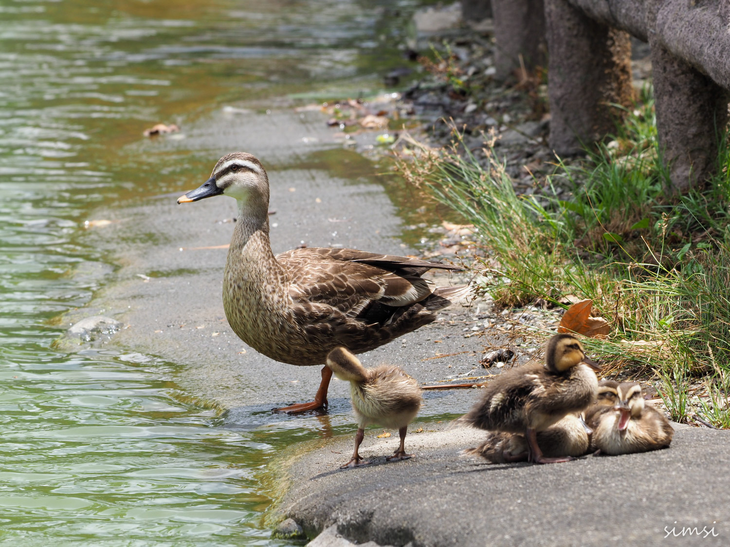 近くの公園カルガモ