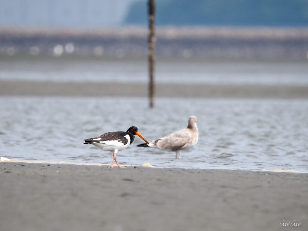 三番瀬ミヤコドリ