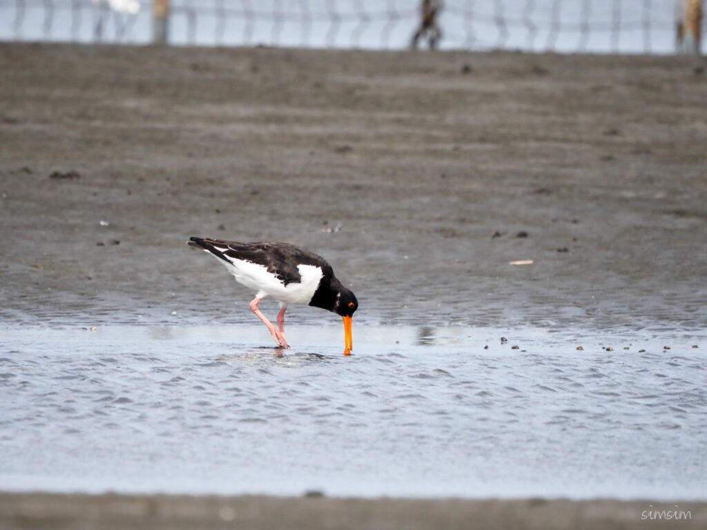 三番瀬ミヤコドリ