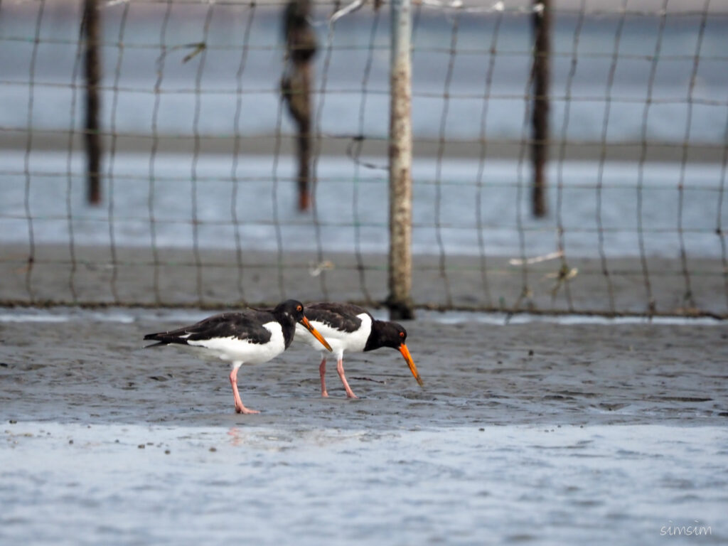 三番瀬ミヤコドリ
