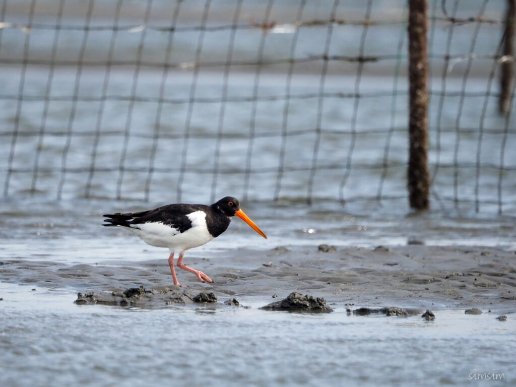 三番瀬ミヤコドリ