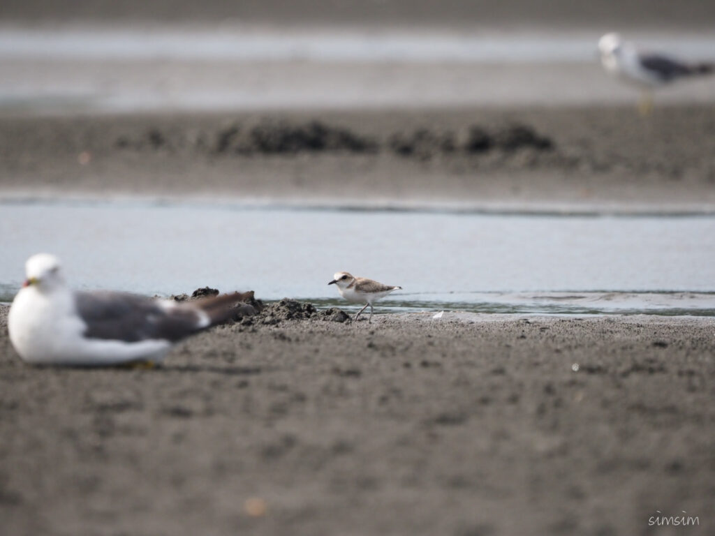 三番瀬シロチドリ