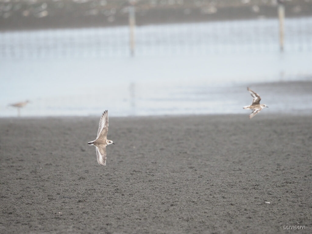 三番瀬シロチドリ