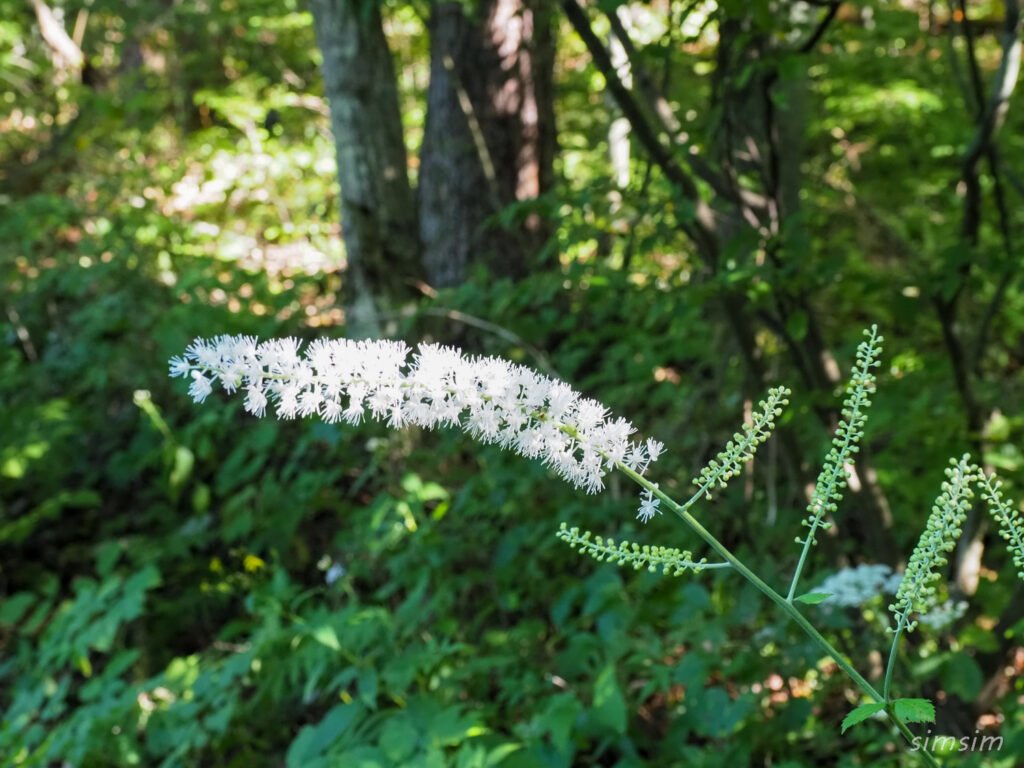 軽井沢野鳥の森