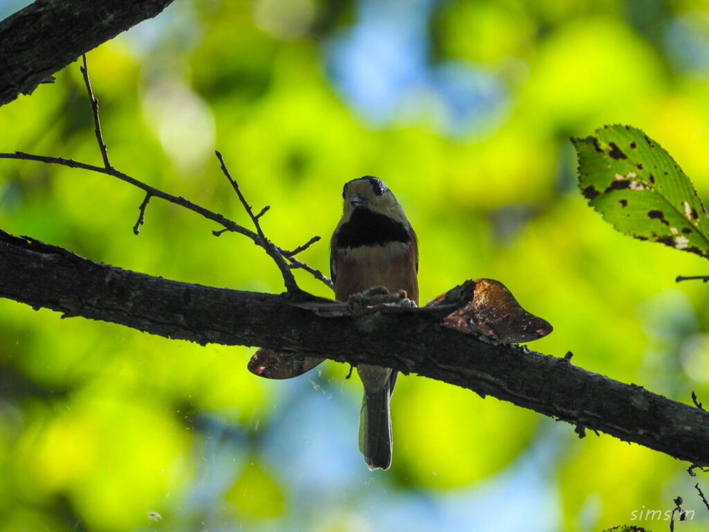 軽井沢野鳥の森ヤマガラ